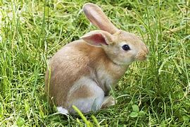 Image result for Easter Bunny Pritable