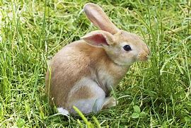 Image result for Easter Bunny Art for Kids