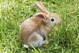 Image result for Cat in Bunny Costume