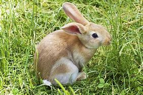 Image result for Adorable Fluffy Bunny