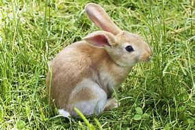 Image result for Kawaii Animals Bunny
