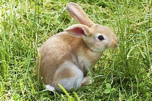 Image result for Pink Fluffy Bunny