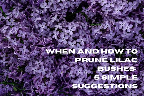 When and How to Prune Lilac Bushes: 5 Simple Suggestions – His Workmanship