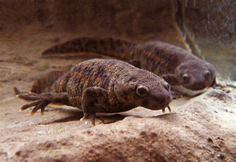 Scientists Sequence Salamander Genome | Genetics | Sci-News.com