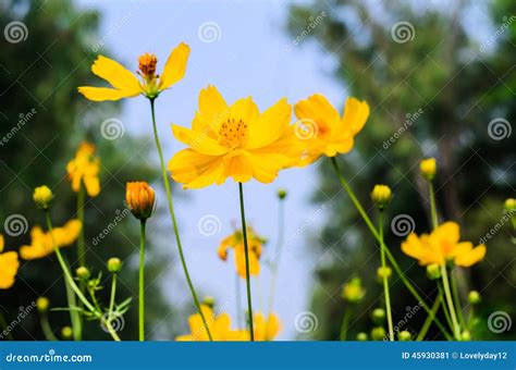 Yellow Cosmos flower stock image. Image of close, compositae - 45930381