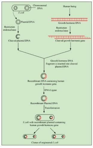 NCERT Solutions for Class 12 Biology Chapter 12 Biotechnology and its ...