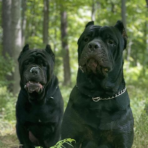 Father&Son Big Boy King 👑 Xerxes and WhipCityCC’s Planet Of The Apes Koba 🐾🦍🦾 #WhipCityCC # ...