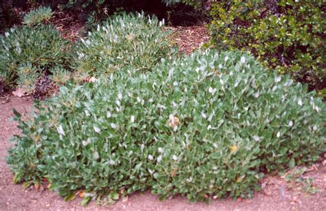 Eriogonum fasciculatum (California Buckwheat)