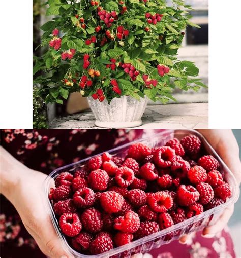 S.D ENTERPRISE Organic Red Raspberry Plant : Amazon.in: Garden & Outdoors