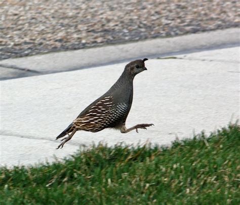Boise Daily Photo Garden Shot: Run Quail, Run