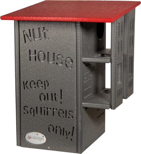 Do Squirrels Carry Rabies? Facts to Stay Safe