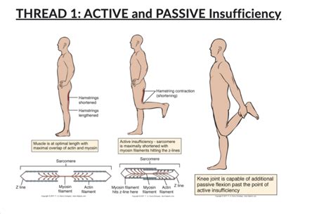 [Solved] THREAD 1: ACTIVE and PASSIVE Insufficiency Perform the ...