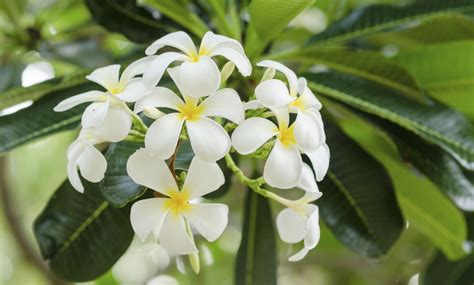 6 plantas que florecen en invierno | Estilo de Vida Hogar | Univision