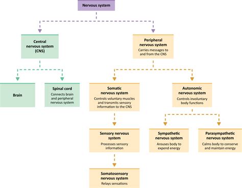Peripheral Nervous System Diagram