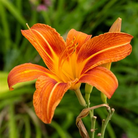 Daylily - Hemerocallis | Mayernik Kitchen