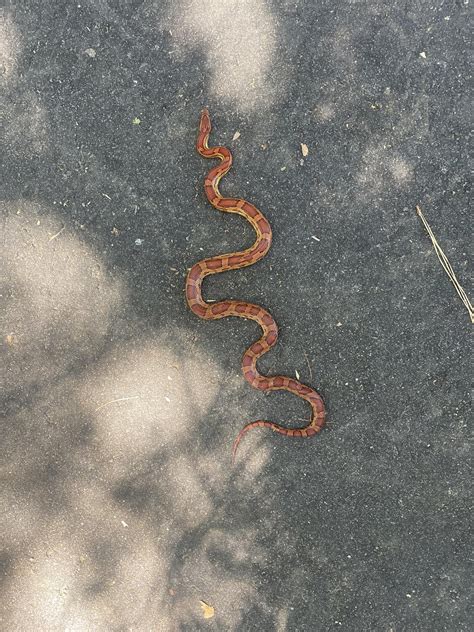 Corn snake? [Coastal South Carolina] : r/whatsthissnake