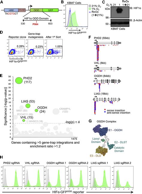 Image result for Forward Genetic Screen