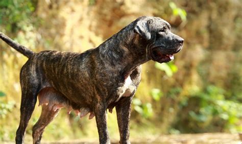 最凶猛的狗_世界上最凶猛的狗排名,比特犬数分钟咬死藏獒 视频 探秘志(3)_排行榜
