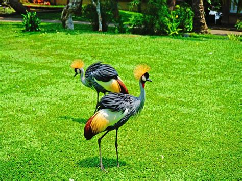 Bali Bird Park - Indonesia Travel Guide | Flamingo Travels
