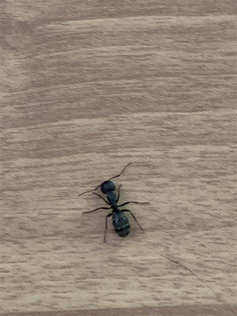 What Are These Big Black Ants In My House at David Oldham blog