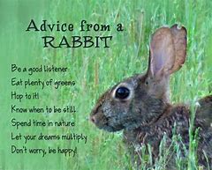 Image result for Rabbit Quotes. Short