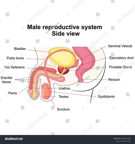 Image result for Male Reproductive System Example