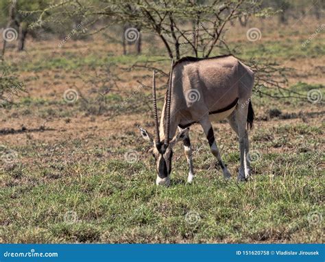 East African Oryx, Oryx Gazella Beisa, Awash National Park, Ethiopia ...