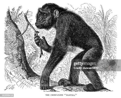 Image result for Chimpanzee Using Tools