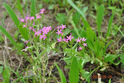 1种小众花名叫“立金花”，花朵像是“绿宝石”，看着特贵气_腾讯新闻