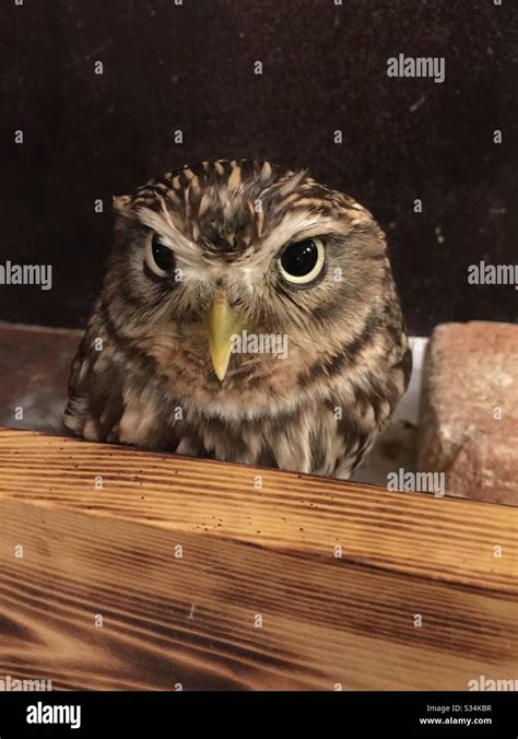 Image result for Baby Owl Springwatch