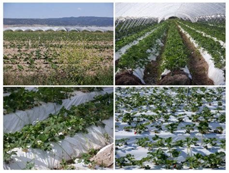 A Comprehensive Review of Plastics in Agricultural Soils: A Case Study ...