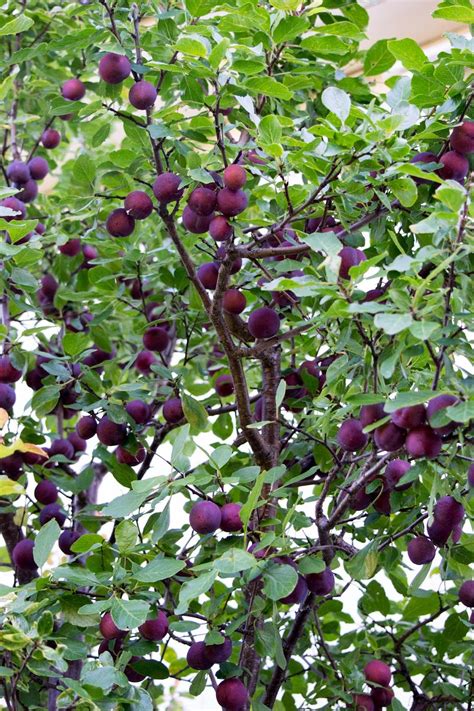 Flowering Plum Tree 的图像结果