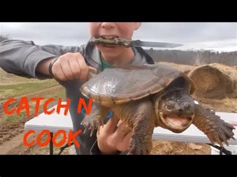 Image result for Catch Cook Clean Turtle