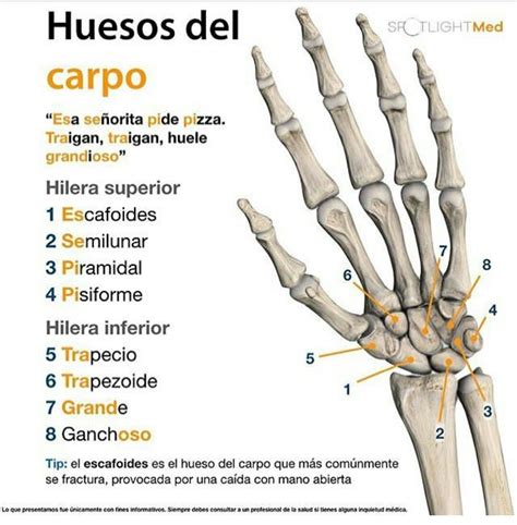 Huesos del carpo | Anatomía médica, Anatomia humana huesos, Anatomia ...