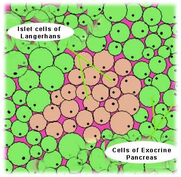 Diabetes India -endocrine cells in the pancreas