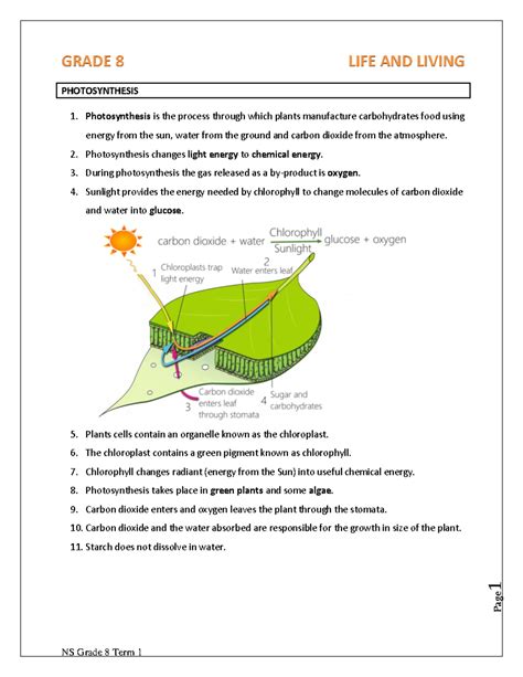 NS Grade 8 Life and Living Term 1 Study Notes on Photosynthesis - Studocu