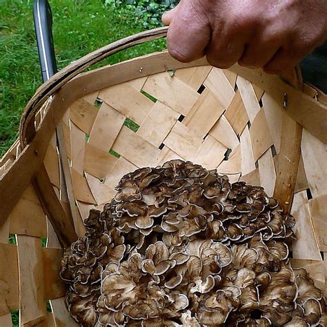 NO TASTE LIKE HOME WILD FOOD TOURS (2026) All You Need to Know BEFORE ...