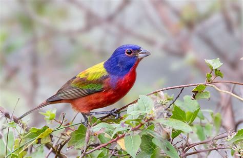 Birds Painting On Rocks 的图像结果