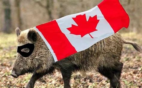 加拿大“超级猪”入侵美国，人猪大战拉开序幕 | 八阕