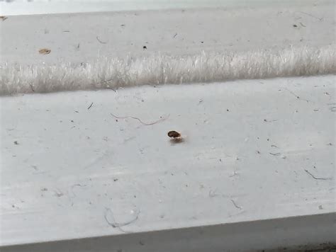 Little red bugs on windowsill... Clover mites? Central PA : r/whatsthisbug
