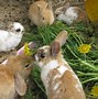 Image result for Baby Rabbits Newborn Wild