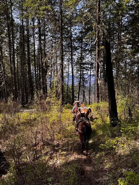 FLYING B RANCH: 5-Day/6-Night Black Bear Hunt for Two Hunters in Idaho ...