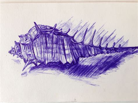 Image result for Biro Shell Drawing
