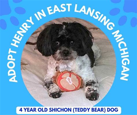 Mini Dogs to Adopt 的图像结果