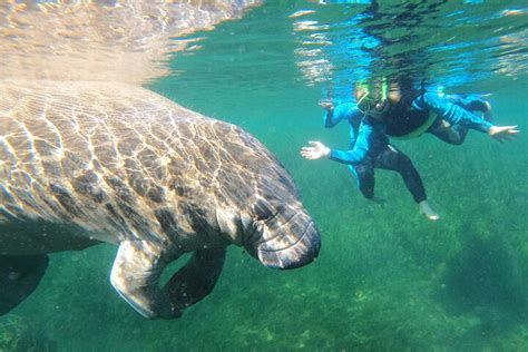 2023 Swim With Manatees In Crystal River, Florida