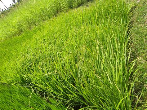 Seeds village Rare Kavuni Purple Black Paddy Seeds (250 g ...