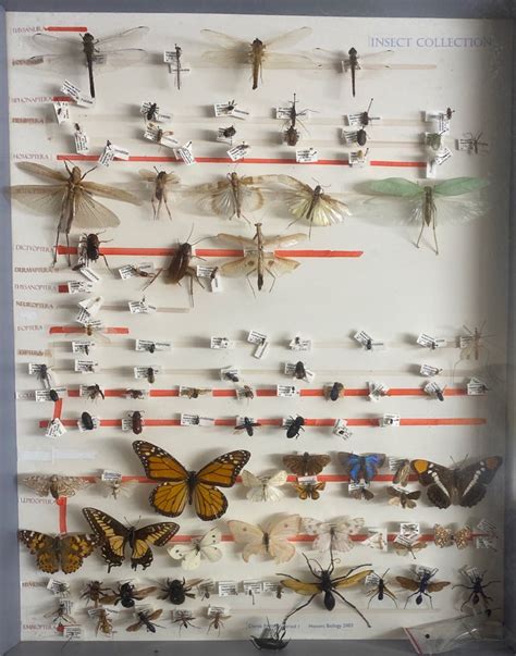 4-H Virtual Insect Collection 的图像结果