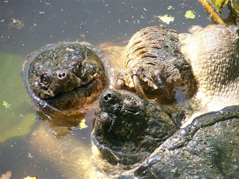 Snapping Turtle Attack 的图像结果
