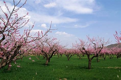 春暖花开 遍地飘香_shuaidd-站酷ZCOOL