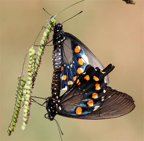 Pipevine Swallowtail - Alabama Butterfly Atlas